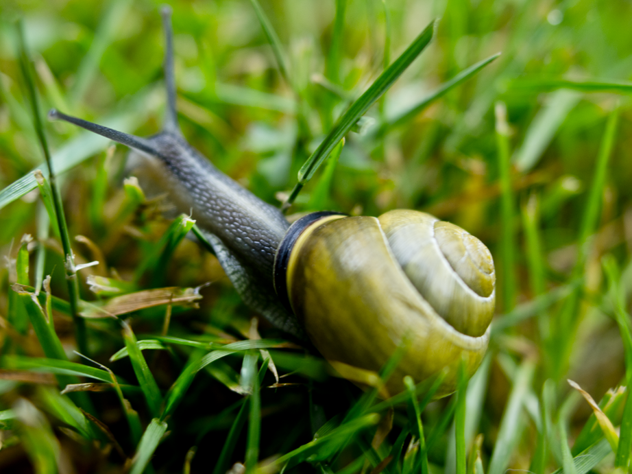 snail